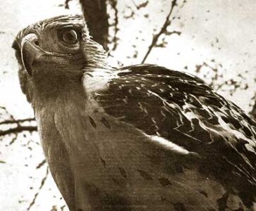 Wildlife Photographer Beginner's Guide Image